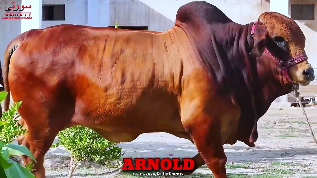 ARNOLD SURTI CATTLE FARM