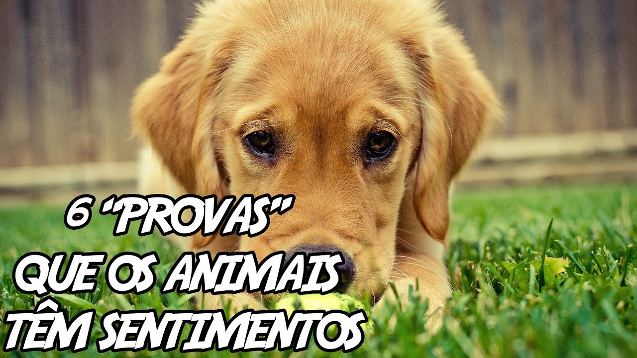 6 “Provas” que os Animais Têm Sentimentos