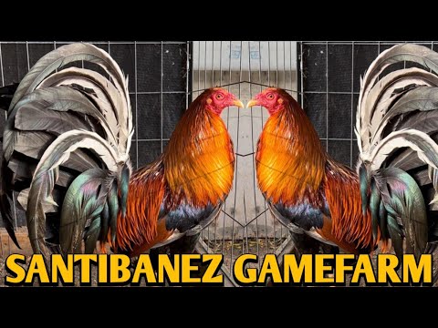 Yellow leg hatch Joe Goode Grey - SANTIBANEZ FARM