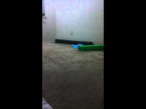 Mojito and Kahlua love having their own bedroom