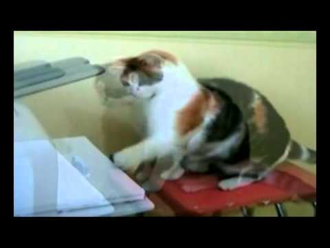 Cats Make Lousy Office Workers