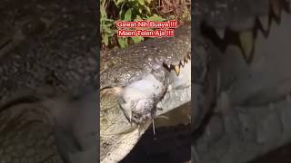 Download lagu Buaya Menerkam Anjing !!! Sadis !!! Langsung Dimakan !!! mp3