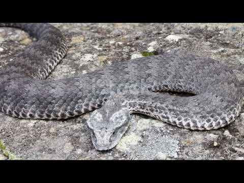 14 Of The Deadliest Animals In Australia - Danger Down Under!