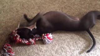 Nitty Gritty Dirt Band "Turn of the Century"