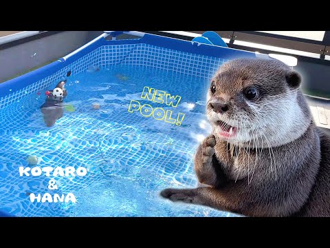 Two Otters Having a Pool Party!