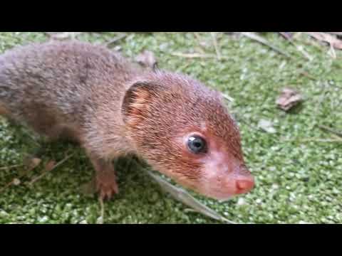 A feisty Slender mongoose