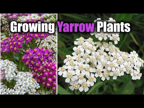 How to Plant, Grow, and Care for Yarrow Plants