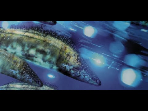 ハイコウイクティス: 脊椎動物の祖先