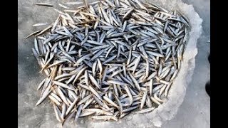 Ловля корюшки в де кастри