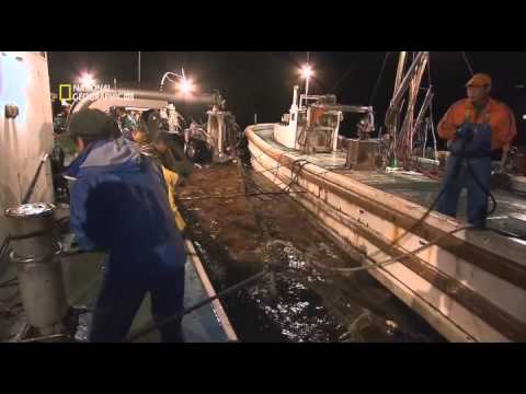 Vida Animal - La Medusa Gigante