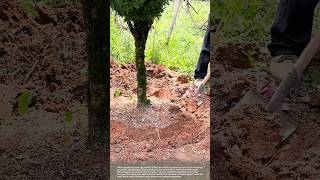 How to Transplant Trees Successfully #smartfarming #gardeningtips #plants