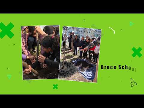 Сликичка за садење училишни дрвја Брус 2024 година