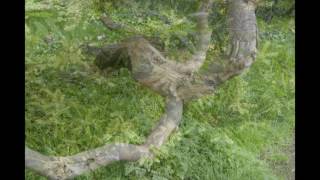 Peter Paul and Mary / Right Field /  Photos-T.Kwok