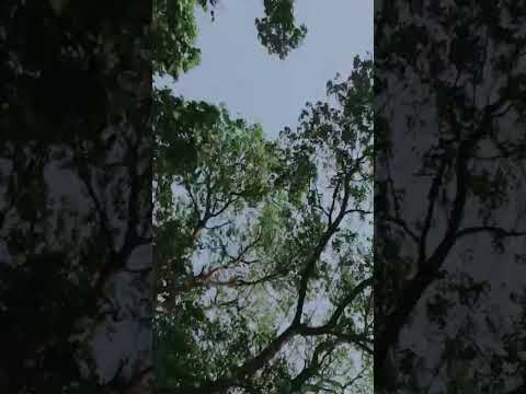 #bhojpuri #newsong # Move dekha, na samaji. #song #shortsyou #ManishKumarmvs