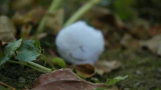 Sin Fang Bous - catch the light