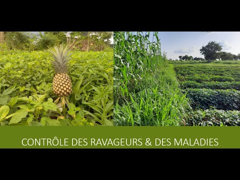 , title : 'Mooc : L'Agroécologie - chapitre 2 : Contrôle des ravageurs et maladies'