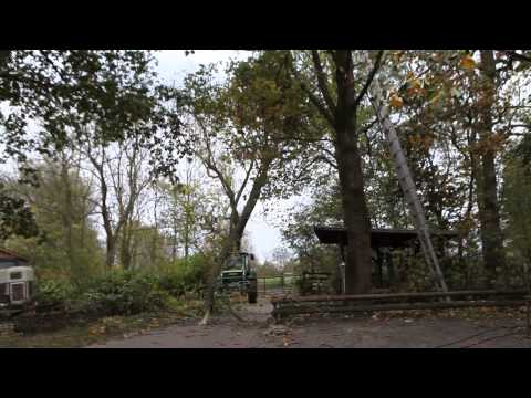 Der schöne Tulpenbaum