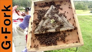 Honey Harvest w/ Bee Escape Beekeeping 101