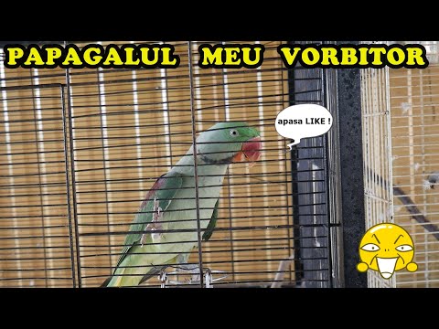 durere în articulațiile picioarelor medic dureri și dureri în articulații