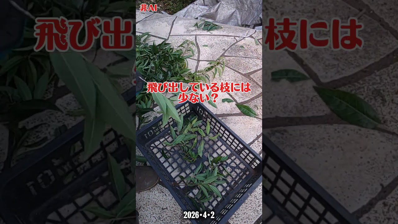 ④【2本目 樫木その1　爆発的増殖を未然に防ぐ #チュウゴクアミガサハゴロモ】