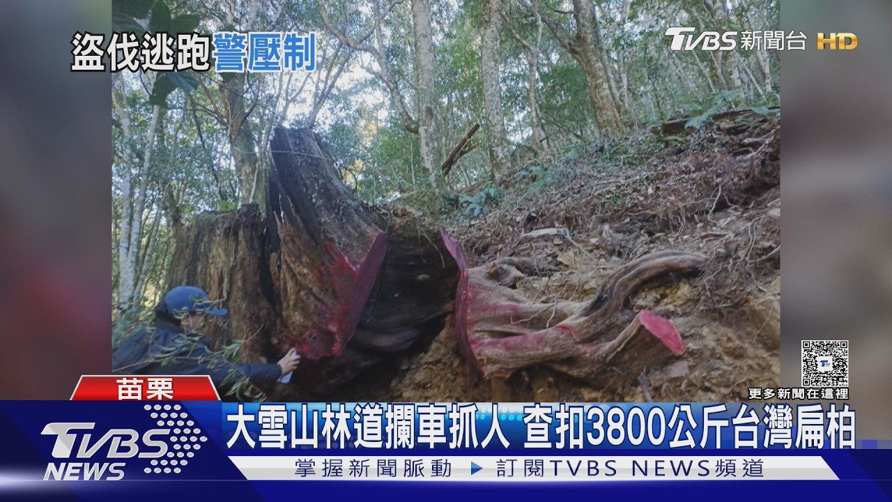 監視器全拍下!山老鼠「揹木徒步」盜伐扁柏 進口車山下接應