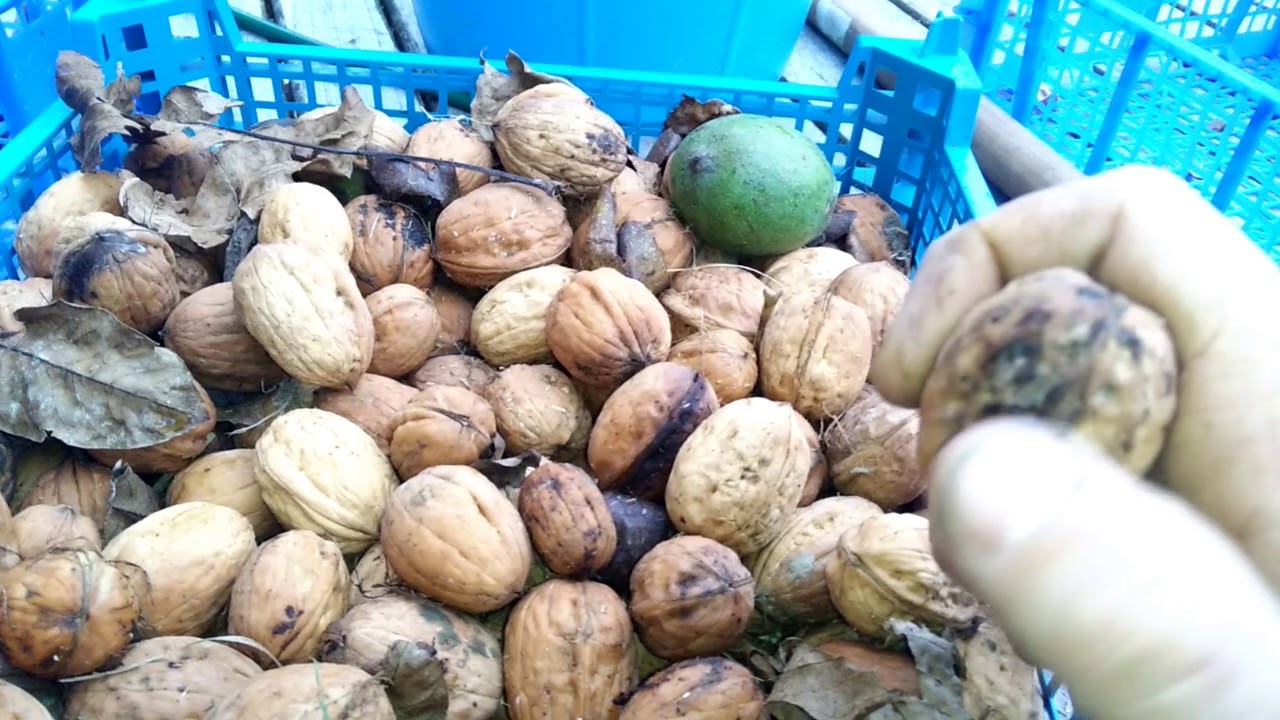 Récolte, tri et séchage des noix