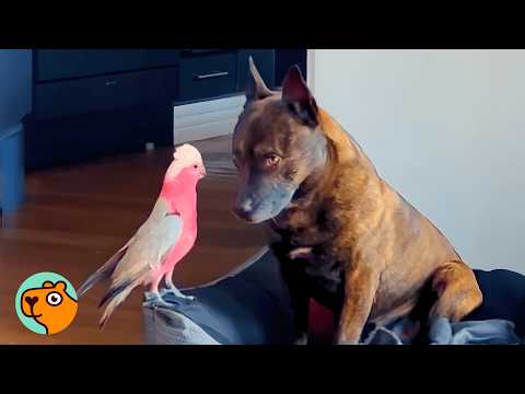 Heartbroken Dog Reunites With His Parrot Friend | Cuddle Buddies