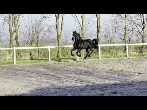 Stal Okkema's Baron - Bikkel x Olrik - star gelding - 1.67m - 2016