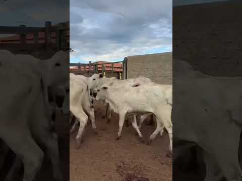 26 Garrotas Nelores: 2.550 reais cada em Santa Terezinha/ Paraíba. Whatsapp 84 99810 2784*#gado