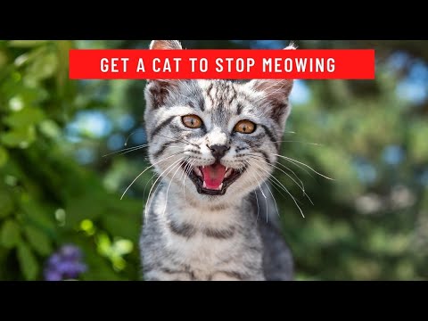 How to get a cat to stop meowing || How to get a cat to stop meowing all the time
