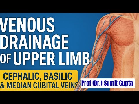 Venous Drainage of Upper Limb | Cephalic, Basilic & Median Cubital Veins Explained