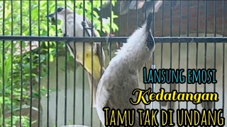 Download lagu trucukan gacor EMOSI TARUNG asli SUARA BURUNG TRUCUK alam liar jadikan trucuk nyaut GACOR SEKETIKA mp3