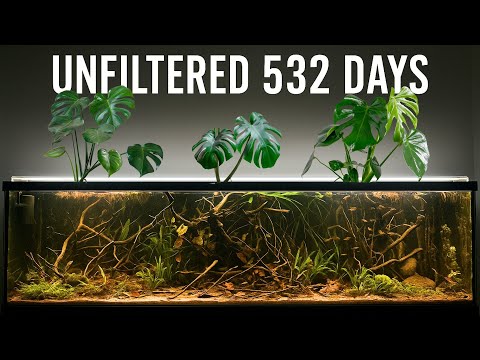 No Filter, No Water Changes - 532 Days of Pure Nature in a Tank!