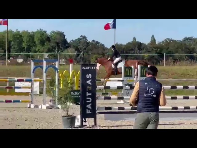 Yegua Silla Francés En venta 2011 Alazán