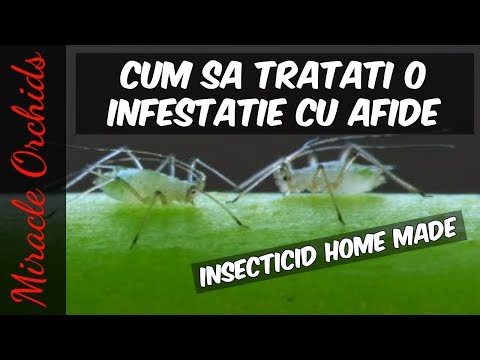 , title : 'Tratament pentru afide pentru orhidee| Insecticid Home Made| Daunatorii orhideelor'