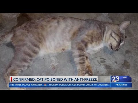Cats poisoned with antifreeze