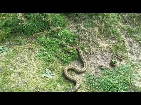 Cornish snake in Gwithian dunes