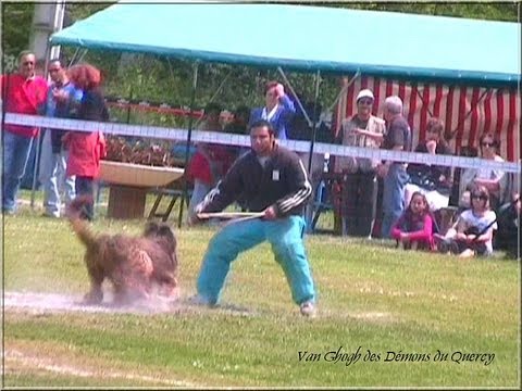 Briard Eventing/Agility!