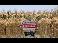 2023 New Corn Hybrids Seed By Corteva Pakistan
