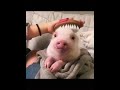 OMG This Pig Is So Cute Pig Pet Cutepets