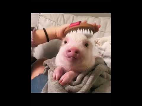 Omg ce cochon est si mignon