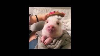 Omg ce cochon est si mignon
