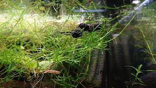 heterandria formosa hunting for blackworms