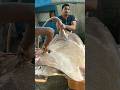 STINGRAY FISH 76 KG || বড় মাপের একটা শংকর মাছ বা(শ্যামলা পাতা) ধরা পড়লো জেলের জালে  #fish #viral