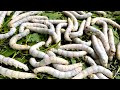 Silkworms life cycle from egg to moth in one minute