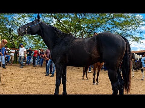 Feira de cavalo de Altinho hoje 25/04/2026