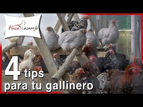 , title : '4 consejos para preparar tu gallinero o galpón 🐓'