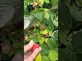 WHICH? High Yield and Super Sweet Raspberries? #shortvideo #shorts #raspberry #garden #fruit