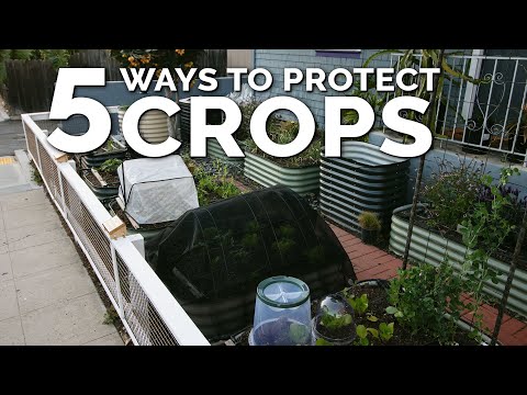 5 Simple Season Extension and Plant Protection Techniques