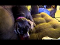 Zoe Moonshine And The Polyhedron Squeak Toy